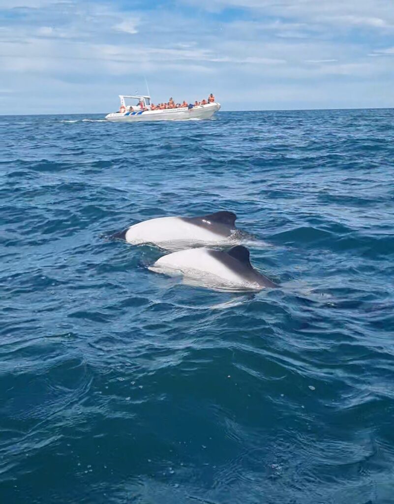 Tonina o delfín patagónico en Rawson, Chubut